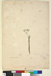 Side 49. Trachymene linearis, ca. 1803-06 (wc, pen, blæk og blyant)