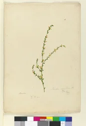 Side 4. Pimelea curviflora, ca. 1803-06 (wc, pen, blæk og blyant)