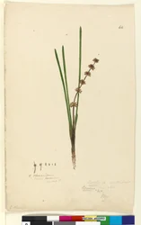 Side 62. Xerotes Lomandra multiflora, c.1803-06 (wc, pen, blæk og blyant)