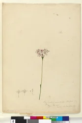Side 63. Burchardia umbellata, ca. 1803-06 (wc, kuglepen, blæk og blyant)