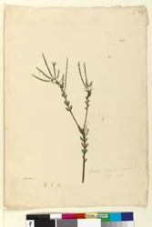Side 64. Baeckea densifolia, c.1803-06 (wc, pen, blæk og blyant)