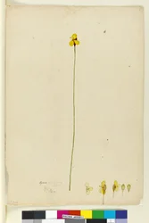 Side 6. Xyris operculata, ca. 1803-06 (wc, pen, blæk og blyant)
