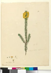Side 73. Dillwynia rubis?, ca. 1803-06 (wc, kuglepen, blæk og blyant)