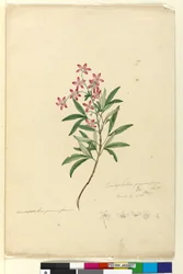 Side 77. Ceratopetalum gummiferum, c.1803-06 (wc, pen, blæk og blyant)