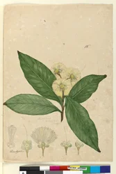 Side 85. Angophora intermedia, ca. 1803-06 (wc, pen, blæk og blyant)