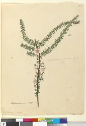 Side 86. Leptospermum scoparium, ca. 1803-06 (wc, kuglepen, blæk og blyant)