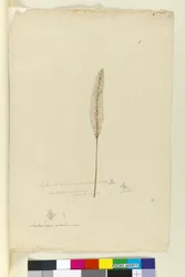 Side 8. Imperata arundinacea syn. Saccharum cylindricum, ca. 1803-06 (wc, kuglepen, blæk og blyant)