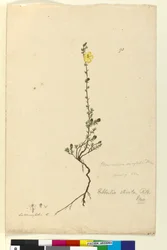 Side 93. Hibbertia stricta, c.1803-06 (wc, pen, blæk og blyant)