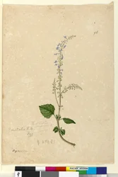Side 96. Plectranthus australis, c.1803-06 (wc, pen, blæk og blyant)