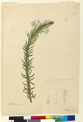 Side 98. Chloanthes stoechadis, ca. 1803-06 (wc, kuglepen, blæk og blyant)