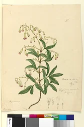 Side 99. Bignonia australisPandorea pandorana, c.1803-06 (wc, pen, blæk og blyant)