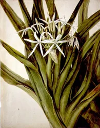Murray Lily, crinum pedunculatum