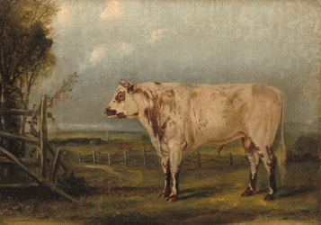En ung tyr, ca. 1849.