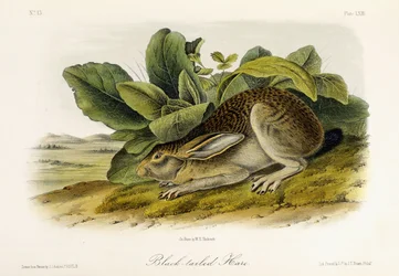 Sorthalet hare, ca. 1849-1854
