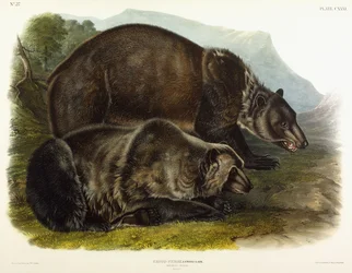 Grizzlybjørn han, 1848