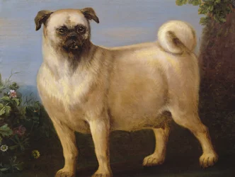 En mops i et landskab