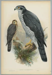 Astur Palumbarius - Gåhøg, tegnet af J. Wolf, graveret af H. C. Richter