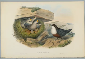 Cinclus Aquaticus - Water Ousel eller Dipper, graveret af H. C. Richter