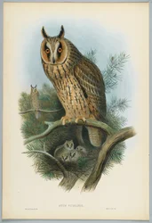 Otus Vulgaris - Langøret ugle, tegnet af J. Wolf, graveret af H. C. Richter