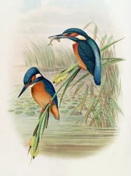 Alcedo Ispida, plade fra 