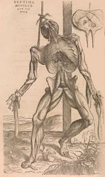 De humani corporis fabrica af den menneskelige krops struktur, 1555.