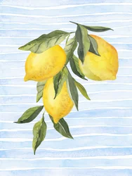 Solrig citrus på blå
