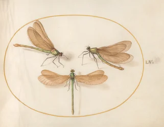 Dragonfly, ca. 1575-80