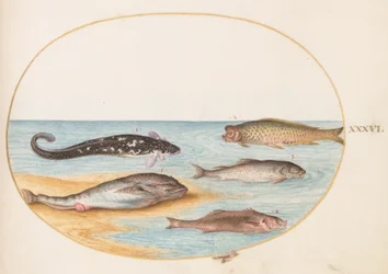 Fisk, ca. 1575-80