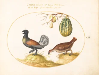 Tallerken 12: Rypepar med en melon og pærer