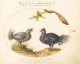 Tallerken 13: To krøllede grå kyllinger