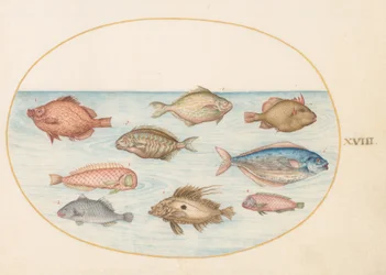 Plade 18: Ornefisk, barberfisk, smørfisk, en John Dory og andre fisk