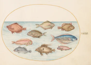 Tavle 18: svinefisk, knivfisk, smørfisk, en Sankt Petersfisk og andre fisk