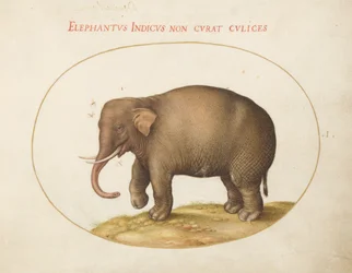 Plade 1: Elefant med insekter
