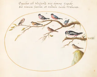 Plade 25: Stor plettet spætte, bullfinches, spurve og andre fugle