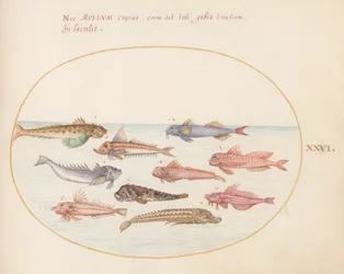 Plade 26: Gurnards, Dragonets og Other Fish