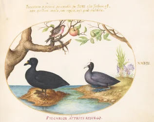 Tallerken 27: En and(?), en hønsehøne og en rosenfink(?)