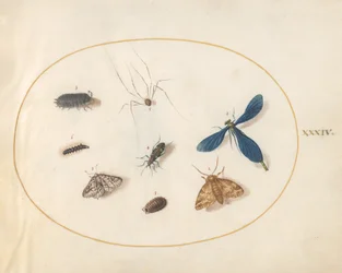 Plade 34: To møl med en edderkop, en larve og fire andre insekter