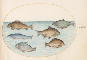 Tallerken 37: Seks fisk, inklusive karper