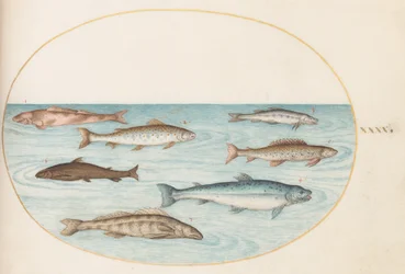 Plade 40: Laks, ørred og ferskvands(?) fisk