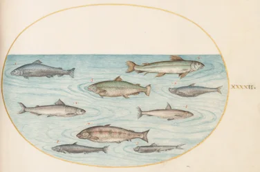 Tavle 42: Ni fisk