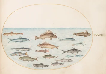 Tallerken 43: Femten fisk