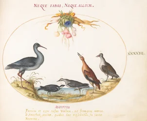 Plade 43: Sandpipers og andre kystfugle, der beundrer en krans af blomster
