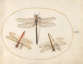 Plade 54: Behåret Dragonfly og To Darters