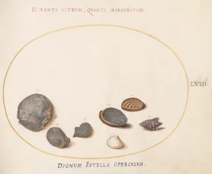 Plade 58: Skaller, inklusive Abalone(?)