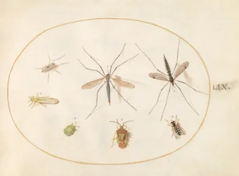 Plade 59: Syv insekter, inklusive en tjørnskjoldbug, tranefluer og en svirreflue