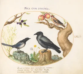 Plade 60: Magpie, Krage og Guldfinke