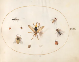 Plade 62: Ti Insekter