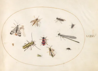 Plade 64: Elleve insekter, inklusive en guldsmede og langhornsbille