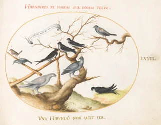 Tavle 68: En rype, svaler og andre fugle