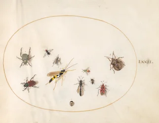 Plade 72: Skjoldbug, kanelbug, hveps og andre insekter